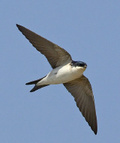 ornithologe.ch